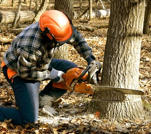 Tree Removal in South Bristol, ME